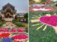 Zobacz przepiękny dywan z żywych kwiatów w Cmolasie [ZDJĘCIA]