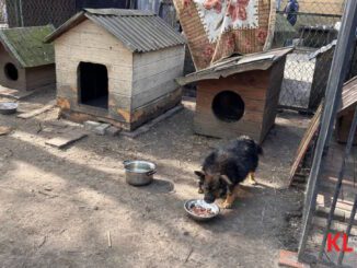Jest nadzieja dla przytuliska dla bezdomnych zwierząt w Kolbuszowej. Radny Karkut: - Działania w trybie pilnym - zdjęcie główne